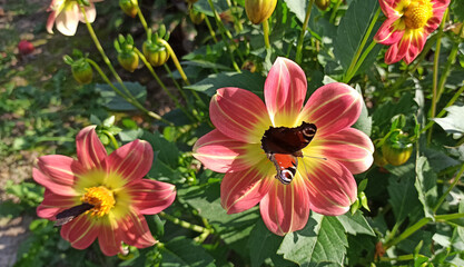 The butterfly sits on a red and yellow flower, pollinating the flower in spring and summer.