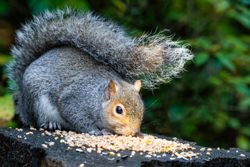 Grey Squirrel Feeding on Seeds and Nuts on a Tree Stump
