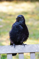 Crow Perched on a Park Bench all Fluffed up