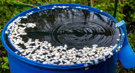 The petals of the Apple trees in the blue water barrel closeup after rain in summer