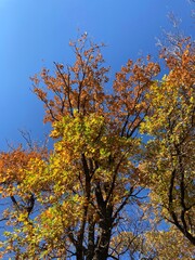 autumn trees against sky