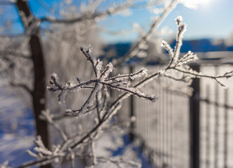 Frost on the branches of trees in winter