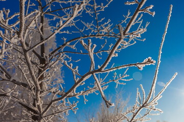 Frost on the branches of trees in winter