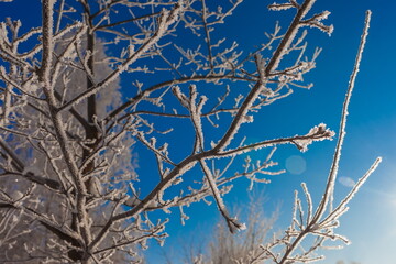 Frost on the branches of trees in winter