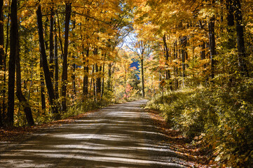 Autumn Dirt Road in the Allegheny National Forest