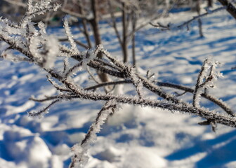 Frost on the branches of trees in winter