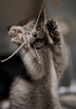 British shorthair kitten is playing with a string and looking devilish
