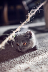 British shorthair blue kitten playing with a string , kitten has copper eyes and is looking towards the string ready to attack