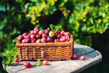 Harvest. Ripe red gooseberry  in a wicker basket in the garden on a Sunny summer day. Natural dessert.