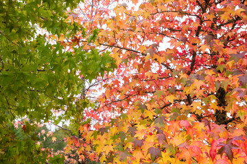 Autumnal liquidambar trees