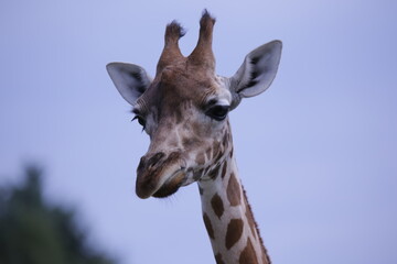 Giraffe 