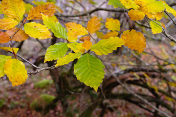Beech tree autumnal foliage