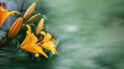 Beautiful delicate daylily flower on the background of greenery in the garden. Beautiful summer picture of nature. Close-up, selective focus, copy space © oksanamedvedeva