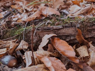 Fall