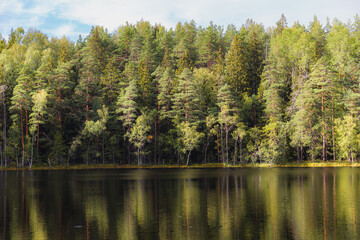 Fototapeta na wymiar A pond surrounded by pine forest. Summer day.