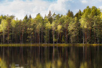 A pond surrounded by pine forest. Summer day.