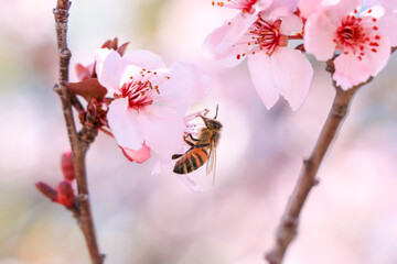 bee on a pink flower
