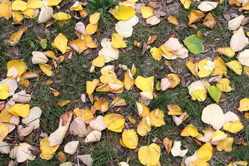 yellow leaves on green grass