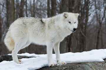 Arctic Wolf in Quebec Winter