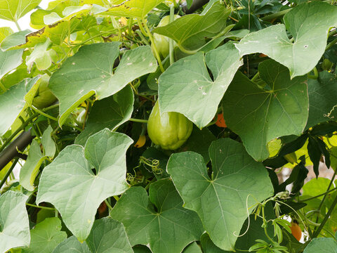 La Chayote ou christophine (Sechium edule), plante &agrave; tiges grimpantes portant des feuilles palm&eacute;es et lob&eacute;es et fructification en forme de grosse poire verte