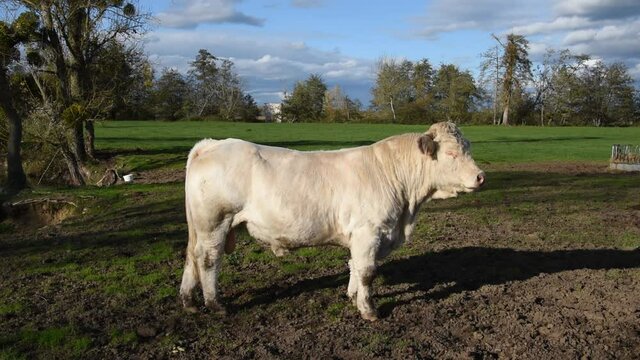 Young Charollais bull in the field