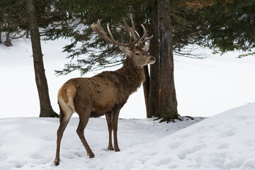 Obraz premium Caribou in Winter