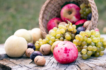 Autumn fruit harvest. Grape, peach, walnut, plum and pear in wicker basket.  Still life in outdoor.