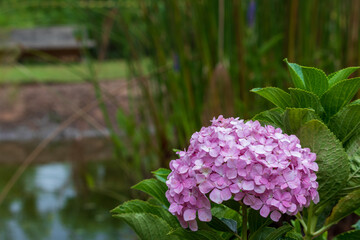 Fototapeta premium Hortênsia - Hydrangea macrophylla