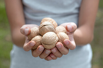 Young girl hands holding fresh walnuts kernels.