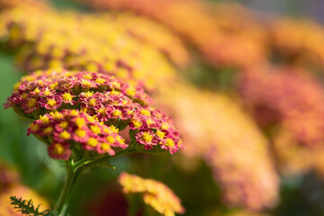 Pink and Orange Yarrow Flowers © Katherine Kirkland