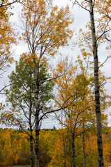 Fototapeta premium Fall leaves on birch trees in Clearwater Bay, Ontario, Canada