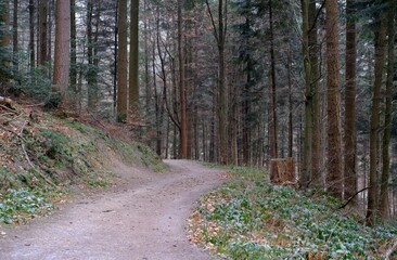 path in winter forest - 390480838