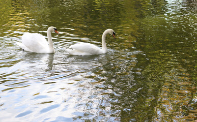 image of swans in the water in the city park