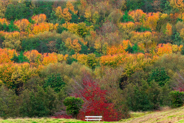 autumn landscape in phoenix park in Dublin