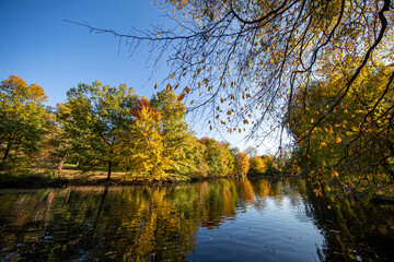 Trees reflect off the Pool in Central Park
