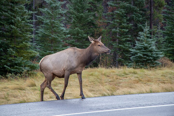 Elk crossing the Yellowhead Highway in Jasper National Park, Alberta, Canada