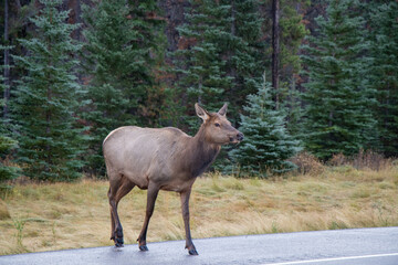 Naklejka na ściany i meble Elk crossing the Yellowhead Highway in Jasper National Park, Alberta, Canada
