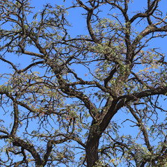 image of an autumn tree against the sky