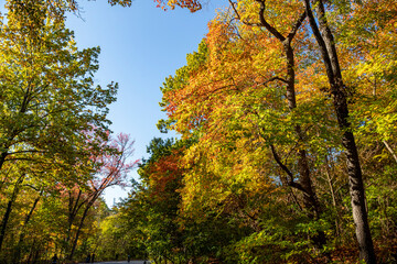 The colorful trees in the North Woods of Central Park