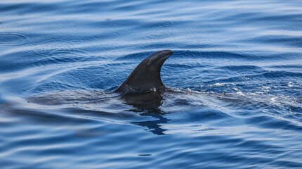 Obraz premium dolphin fin on the sea surface