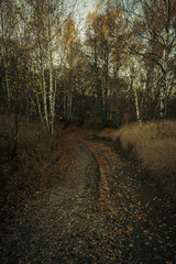 path in autumn forest