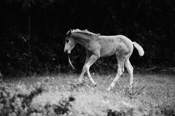 Naklejka na ściany i meble Colt horse with running through field in black and white, baby farm animal scene.