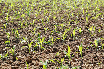Fresh green stems growing in the field