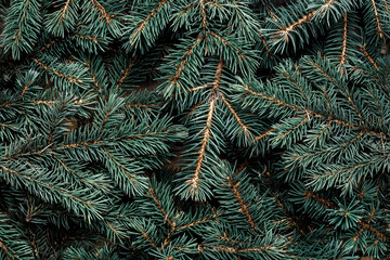 Naklejka na ściany i meble Branches of a Christmas tree. Christmas, New Year. Wallpaper. Banner. Flat lay, top view