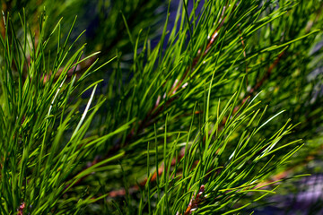Evergreen tree branches lit by the sun. Spruce branches.