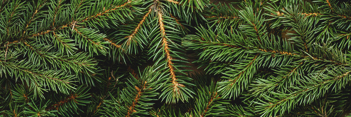 Christmas tree, branches. Christmas, New Year. Wallpaper. Banner. Flat lay, top view