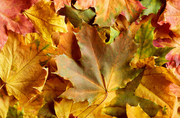 The background is made of bright autumn leaves.
