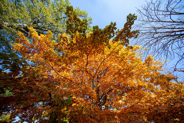 The colorful trees in the North Meadows of Central Park