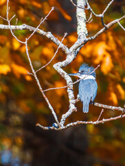 Belted kingfisher on a branch