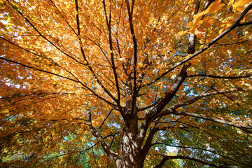 The colorful trees in the North Meadows of Central Park